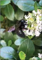  ?? COURTESY PHOTO ?? A Valley carpenter bee on a flower.