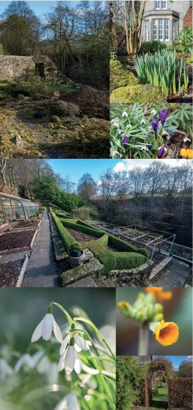  ??  ?? Clockwise from top: The lower garden; looking towards the house; snowdrops with yellow and purple crocuses; the vegetable garden; an early primula; rose festooned arch in the beech hedge; snowdrops; Pieris japonica; Monkey Puzzle, Araucaria araucana; pink hellebores; semi-circular parterre; the family-built tree house fort.