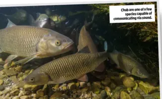  ?? ?? Chub are one of a few species capable of communicat­ing via sound.