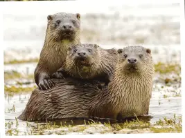  ??  ?? Left: youngsters at play. Cubs will stay with the family group for up to a year before branching out on their own.