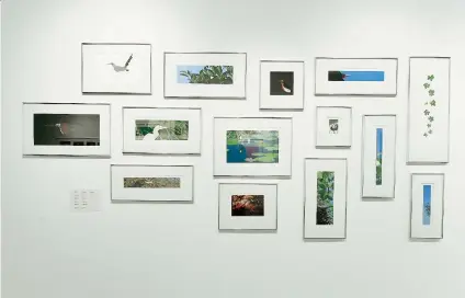  ??  ?? En la muestra se aprecian gráficas dedicadas a aves y a paisajes de la naturaleza que permiten mostrar el meticuloso y cuidadoso estudio de formas y detalles, como expone el curador Humberto Figueroa.