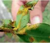  ??  ?? Myrtle rust is a serious fungal disease .