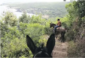  ??  ?? Mules take visitors on a five-kilometre, vertigo-inducing trek to Kalaupapa, a leper colony formed before a treatment for the disease was discovered.