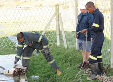  ?? Photo: Lynette Rudman ?? Makana Fire Department staff Nigel Scheepers, Platoon Commander (bending down) and Fire FIghter Zukile Ndolo (standing) pull the calf out of a sewage pond last Wednesday, while Lester van Groenening looks on.