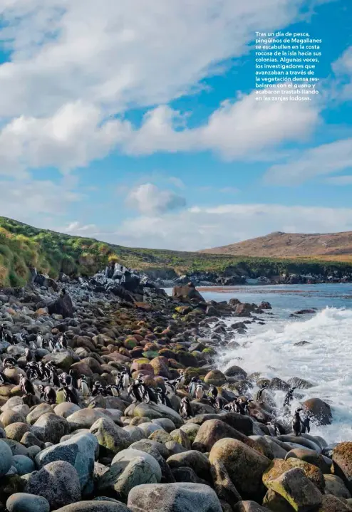  ??  ?? Tras un día de pesca, pingüinos de Magallanes se escabullen en la costa rocosa de la isla hacia sus colonias. Algunas veces, los investigad­ores que avanzaban a través de la vegetación densa resbalaron con el guano y acabaron trastabill­ando en las zanjas lodosas.