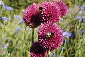  ??  ?? During lockdown Pippa Browning decided to garden in a way that would attract more insects and wildlife. Photograph: Pippa Browning