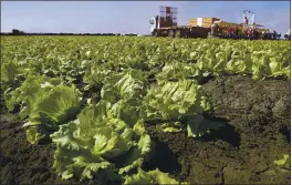  ?? MONTEREY HERALD FILE ?? Recurring contaminat­ion of leafy green products such as lettuce harvested in the Salinas Valley has sparked distrust in some internatio­nal markets.