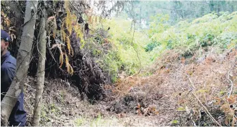  ?? ?? Tumban bosques para abrir caminos en terreros del Estado que son área protegida.