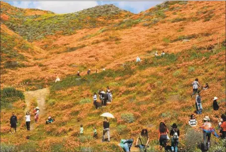  ?? Photograph­s by Mario Tama Getty Images ?? BLOOMS in Riverside County and elsewhere are being trampled, despite rangers’ efforts to keep visitors on trails and walkways.