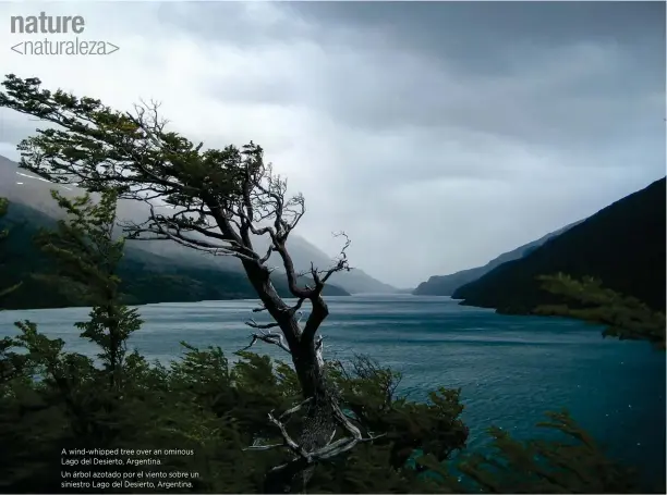  ??  ?? A wind-whipped tree over an ominous Lago del Desierto, Argentina. Un árbol azotado por el viento sobre un siniestro Lago del Desierto, Argentina. MICHAEL GAIGE