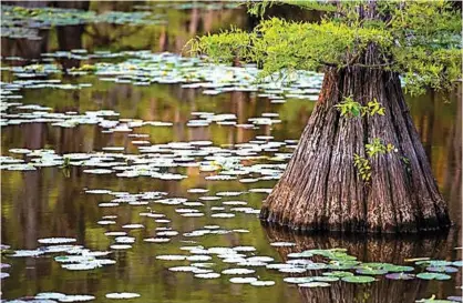  ?? Tyler Morning Telegraph via Associated Press ?? n A tree grows out of Caddo Lake on the Texas-Louisiana border. The Shreveport Aquarium has partnered with the Caddo Lake Institute to begin raising and introducin­g more paddlefish to the lake.