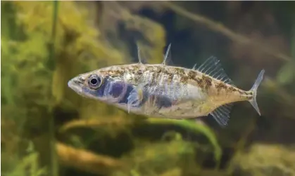  ?? ?? A sticklebac­k. The Bristol University team said the results, based on computer models, chimed with observatio­ns of animal behaviour. Photograph: Frans Lemmens/Alamy