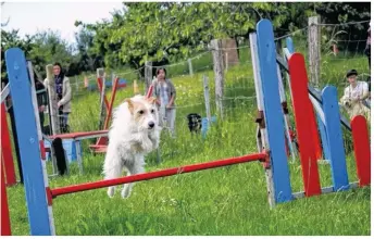  ??  ?? Une douzaine de chiens doit accompagne­r les élèves de la MFR qui feront plusieurs démonstrat­ions (photo d’archives).