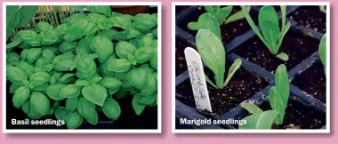  ??  ?? Basil seedlings Marigold seedlings