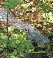  ?? TNS ?? Alligators hide in the vegetation at Audubon Corkscrew Swamp Sanctuary, a wilderness area east of downtown Naples, Fla.