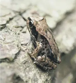  ?? PAUL MARTEN ?? Froglets spend a lot of time sheltering before becoming fully mature