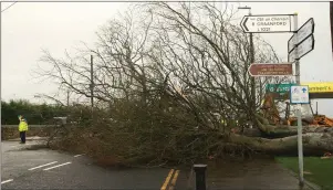  ??  ?? A tree felled by Storm Brendan across the main road in Camolin yesterday (Monday)