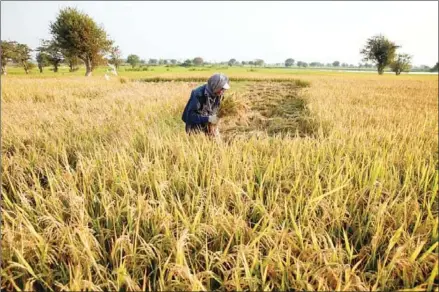  ?? VIREAK MAI ?? A farmer harvests his rice crop at a paddy in Phnom Penh’s Russey Keo district in 2015.