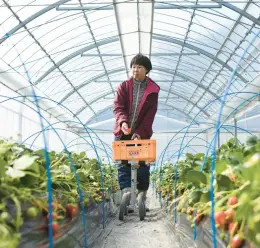  ?? THE NEW YORK TIMES NORIKO HAYASHI/ ?? Satoko Yoshimura harvests strawberri­es Feb. 14 at her farm in Osaka, Japan.