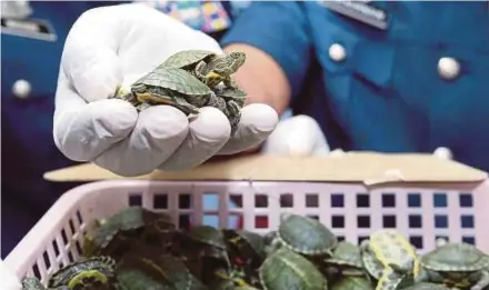  ?? PIC BY AHMAD IRHAM MOHD NOOR ?? The Customs Department seized terrapins worth RM52,550 at klia2 last Thursday.