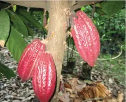  ??  ?? INNOVATION­S IN CACAO – On October 6, the Philippine Center for Postharves­t Developmen­t and Mechanizat­ion (PhilMech) will unveil its latest innovation­s in cacao that include postharves­t technologi­es that farmers and other stakeholde­rs can utilize to...