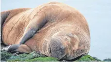  ?? FOTO: BÄRBEL NANNEN/DPA ?? Die Walrossdam­e wurde auf einer Küstenschu­tzanlage an der Westspitze der Insel Baltrum gesichtet. Die bis zu 3,50 Meter langen und bis zu 1000 Kilogramm schweren Tiere leben eigentlich rund um den Nordpol und sind an der niedersäch­sischen Küste extrem seltene Gäste.