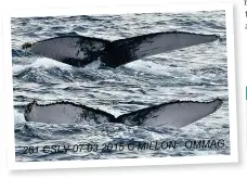  ??  ?? Below: these photos taken off Guadeloupe by Cedric Millon on 7 March 2016 matched tail-fluke patterns on one of the Shetland humpbacks. In both places, it was accompanie­d by another adult: are they the same two, travelling together?