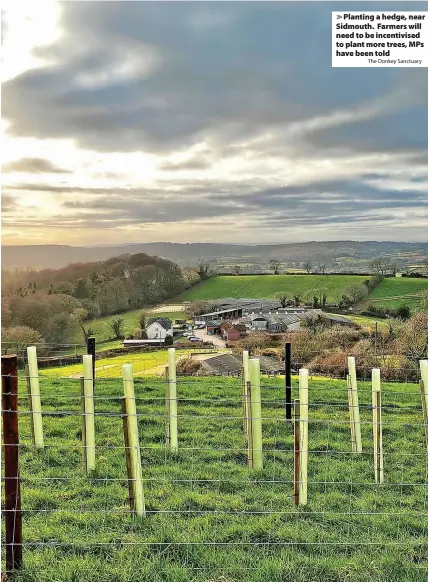  ?? The Donkey Sanctuary ?? > Planting a hedge, near Sidmouth. Farmers will need to be incentivis­ed to plant more trees, MPs have been told