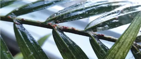  ?? CARSON ARTHUR ?? Scale may sound like a disease but they are actually parasitic insects that feed on the sap of your plant.