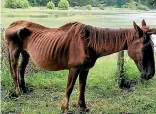  ??  ?? A chestnut gelding was found in such malnourish­ed condition that it had to be put down.