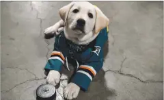  ?? PHOTO BY BRANDON MAGNUS — SAN JOSE SHARKS ?? Finn, a Labrador puppy, is being supported by the San Jose Sharks in his preparatio­n to train as an assistance dog with Canine Companions.