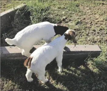  ?? PHOTO CAMILA VALENCIA ?? Billy (left), and Nugget (right) play with each other behind Southwest High School classrooms, on Sept. 16.