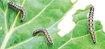  ??  ?? Pests such as caterpille­rs can be removed by hand, while others such as thrips and mites will require a spray to control population explosions.