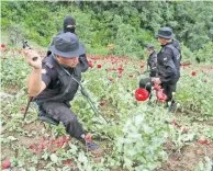  ??  ?? El microclima de cinco municipios guatemalte­cos colindante­s con México es propicio para el cultivo de amapola.