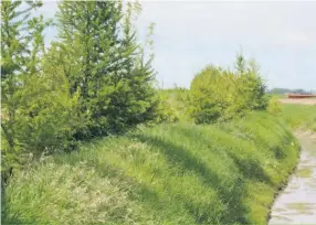  ??  ?? La stabilité des berges est davantage assurée par le réseau racinaire des arbustes appropriés.