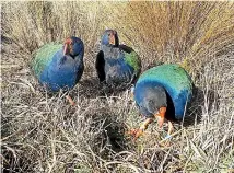  ??  ?? Takahe¯ have been released into the Kahurangi National Park.