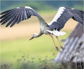  ?? Bild: Mindaugas Kulbis ?? Lördagen den 24 juli kommer Nordens arks årsungar att släppas ut i det vilda. Förhoppnin­gen är att de om några år återvänder till Skånetrakt­en för att häcka.