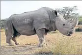  ?? REUTERS FILE ?? Sudan the rhino at the Ol Pejeta Conservanc­y in Laikipia, Kenya on June 18, 2017.