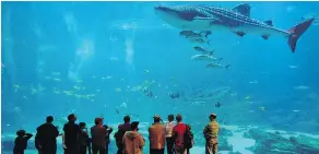  ??  ?? Visitors to the Georgia Aquarium gather in the viewing theatre of the Ocean Voyager exhibit to watch the whale-sharks.