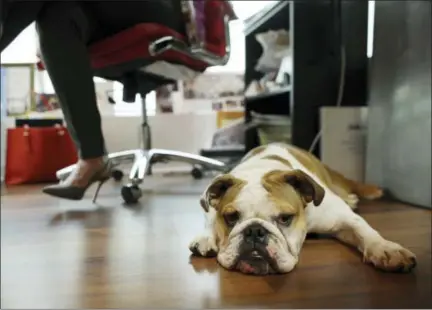  ?? AP PHOTO/LYNNE SLADKY ?? Bulldog Rosie sits under the desk of her owner Barbara Goldberg, CEO of O’Connell & Goldberg Public Relations, at her office in Hollywood, Fla. Goldberg is a small business owner who believes pets improve the quality of their work life, boosting morale...