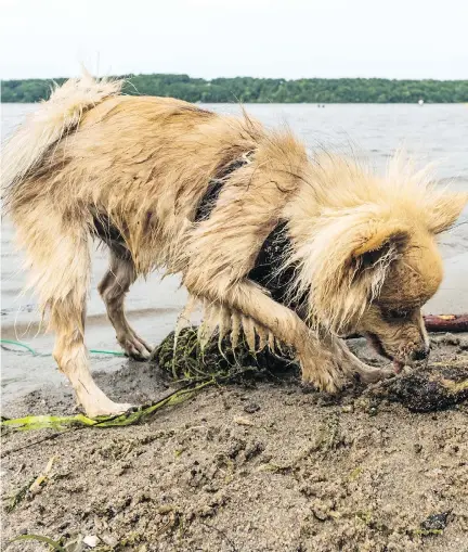  ?? DAVE SIDAWAY ?? Merlot plays at Sandy Beach on Friday. The town of Hudson has banned all dogs after a man says he was attacked by a ‘pit bull-type’ dog while in the water this week.