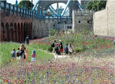  ?? ?? Urban jungle: Enjoying a slice of nature in the heart of London below Tower Bridge