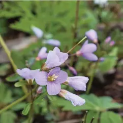  ??  ?? Clockwise from top left: Evergreen violets nearly make a carpet of golden sunshine. Delicate western trillium arrives around Easter, and redfloweri­ng currant and purple oaks toothwort color the fields.