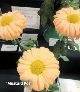  ??  ?? ‘Mustard Pot’