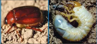  ?? Courtesy photo ?? May/june beetle adult (left) and white grub larvae (right) are not the most desirable bug in your yard.