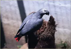  ?? PICTURE: SIBONELO NGCOBO ?? An internatio­nal agreement on wild African grey parrots seeks to protect the species. Only accredited captive breeders will now be able to sell the birds.