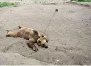  ??  ?? The bear at Babolsar zoo was captured from the wild in Gilan province in Iran