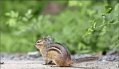  ?? Alexandra Wimley/Post-Gazette ?? A chipmunk scurries along a path at Peters Lake Park in Canonsburg on July 15.