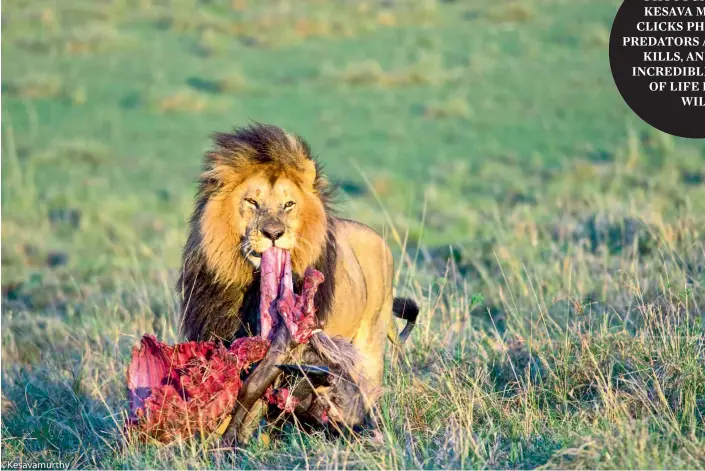  ??  ?? An African lion having its kill