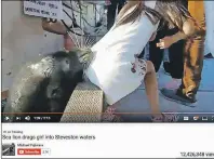  ?? CP PHOTO ?? A sea lion is seen snatching a girl off a Vancouver-area wharf in this screen capture of a video shot by Michael Fujiwara.